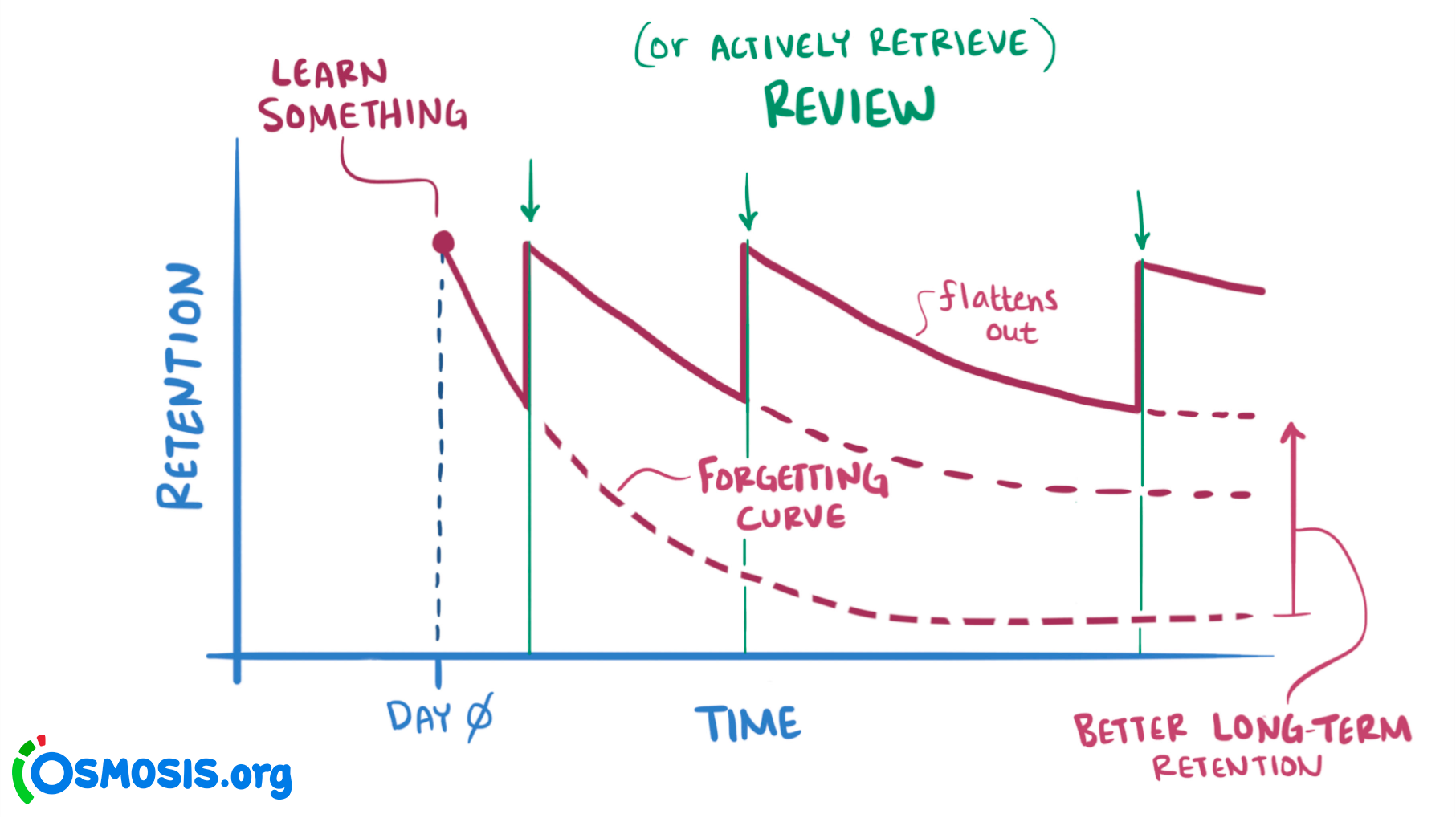 An illustration of the forgetting curve as a graph, with retention on the y-axis and time on the x-axis. You learn something on day 0, and your retention decays over time according to the forgetting curve, but reviewing it periodically spikes the retention back upward.